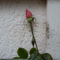 letzte Rose im Frost .jpg